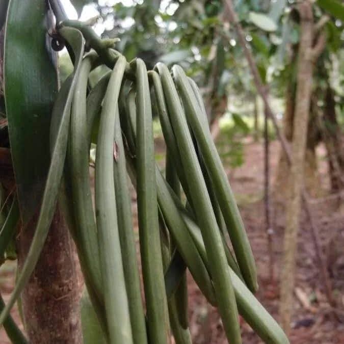 Spice Farm Zanzibar